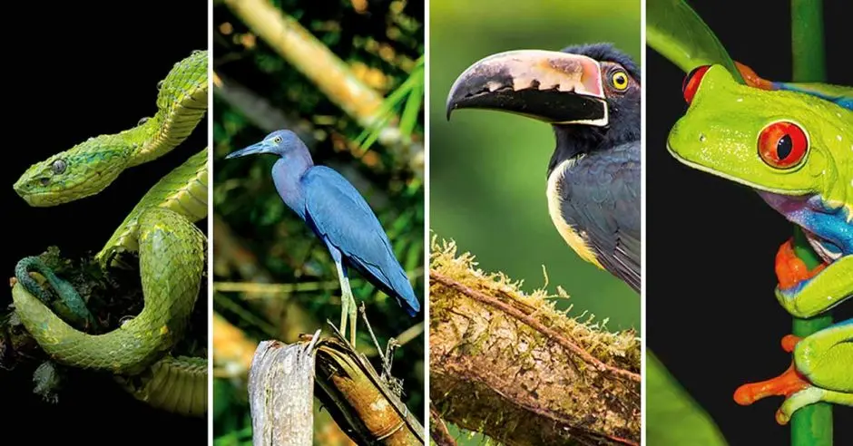 La biodiversidad de Costa Rica